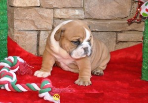 Cachorros de Inglés bulldog disponibles