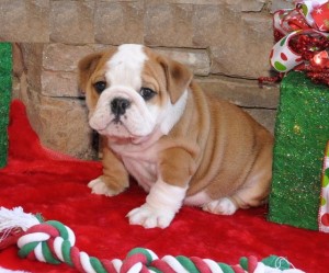 Cachorros de Inglés bulldog disponibles