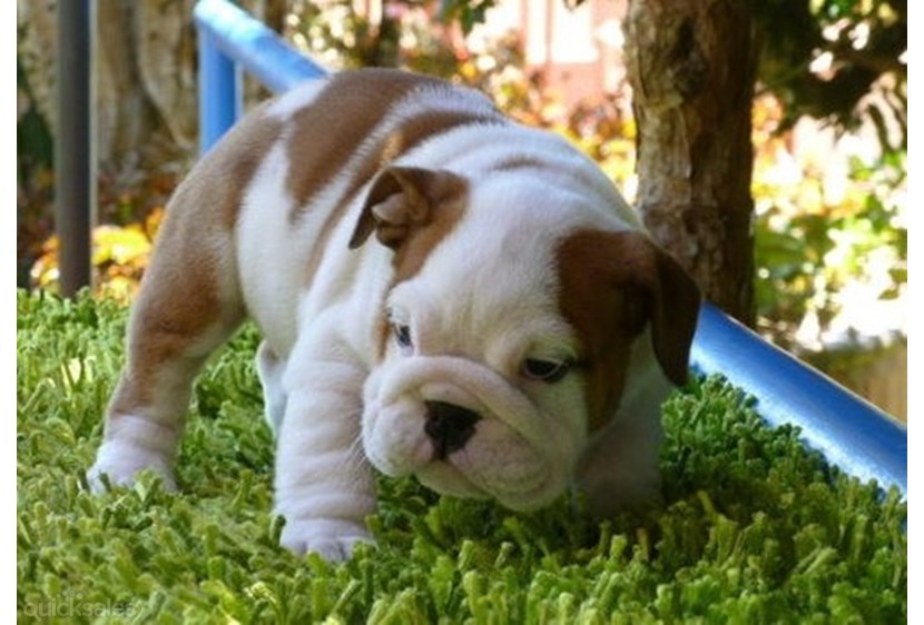 
Precio Bulldog...........<strong>   $35,000.00  A   $60,000.00    (dependiendo la calidad)</strong> <br><br>


100% pura raza, registrados todos los papeles en regla se envian a cualquier parte de la Republica.<br><br> 

<li>Contrato de compraventa<br><br></li>


<li>Seguro de vida gratuito por escrito de 5 años que cubre muerte en caso de cuestiones virales</li>
<br><br>

<li>Garantía de Pureza Racial<br><br></li>

<li>Certificado de registro inicial que extiende la Federación Canófila Mexicana donde los cachorros se entregan con tatuaje y microchip</li>

