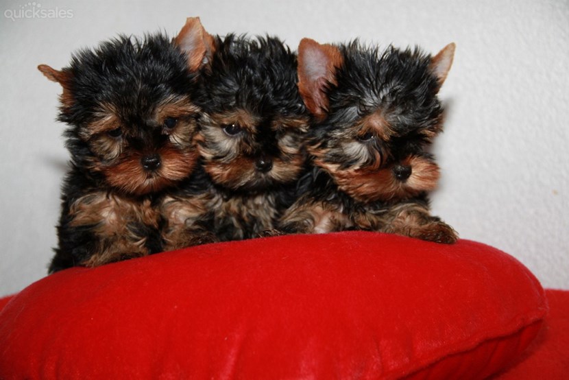 
Precio Yorkshire Terrier...........<strong>$18,000.00   A   $25,000.00  (dependiendo del tamaño, sexo, color y calidad)</strong> <br><br>


100% pura raza, registrados todos los papeles en regla se envian a cualquier parte de la Republica.<br><br> 

<li>Contrato de compraventa<br><br></li>


<li>Seguro de vida gratuito por escrito de 5 años que cubre muerte en caso de cuestiones virales</li>
<br><br>

<li>Garantía de Pureza Racial<br><br></li>

<li>Certificado de registro inicial que extiende la Federación Canófila Mexicana donde los cachorros se entregan con tatuaje y microchip</li>

