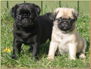 
Precio Pug...........<strong> $18,000.00  A   $20,000.00  (dependiendo del  color)</strong> <br><br>


100% pura raza, registrados todos los papeles en regla se envian a cualquier parte de la Republica.<br><br> 

<li>Contrato de compraventa<br><br></li>


<li>Seguro de vida gratuito por escrito de 5 años que cubre muerte en caso de cuestiones virales</li>
<br><br>

<li>Garantía de Pureza Racial<br><br></li>

<li>Certificado de registro inicial que extiende la Federación Canófila Mexicana donde los cachorros se entregan con tatuaje y microchip</li>

