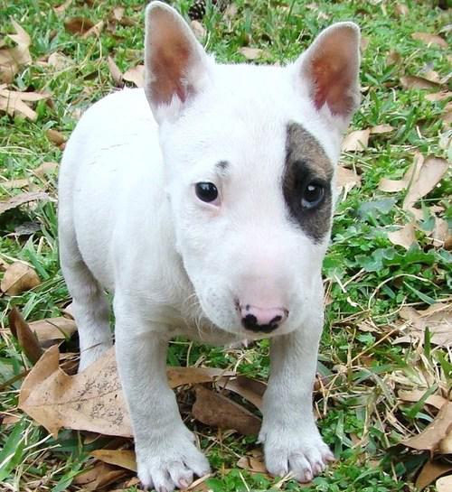 Cachorros de bull terrier de gran temperamento para adopción