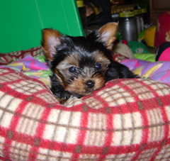 
Precio Yorkshire Terrier...........<strong>$18,000.00   A   $25,000.00  (dependiendo del tamaño, sexo, color y calidad)</strong> <br><br>


100% pura raza, registrados todos los papeles en regla se envian a cualquier parte de la Republica.<br><br> 

<li>Contrato de compraventa<br><br></li>


<li>Seguro de vida gratuito por escrito de 5 años que cubre muerte en caso de cuestiones virales</li>
<br><br>

<li>Garantía de Pureza Racial<br><br></li>

<li>Certificado de registro inicial que extiende la Federación Canófila Mexicana donde los cachorros se entregan con tatuaje y microchip</li>

