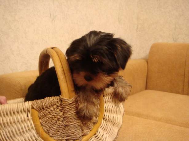 
Precio Yorkshire Terrier...........<strong>$18,000.00   A   $25,000.00  (dependiendo del tamaño, sexo, color y calidad)</strong> <br><br>


100% pura raza, registrados todos los papeles en regla se envian a cualquier parte de la Republica.<br><br> 

<li>Contrato de compraventa<br><br></li>


<li>Seguro de vida gratuito por escrito de 5 años que cubre muerte en caso de cuestiones virales</li>
<br><br>

<li>Garantía de Pureza Racial<br><br></li>

<li>Certificado de registro inicial que extiende la Federación Canófila Mexicana donde los cachorros se entregan con tatuaje y microchip</li>

