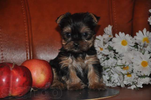 
Precio Yorkshire Terrier...........<strong>$18,000.00   A   $25,000.00  (dependiendo del tamaño, sexo, color y calidad)</strong> <br><br>


100% pura raza, registrados todos los papeles en regla se envian a cualquier parte de la Republica.<br><br> 

<li>Contrato de compraventa<br><br></li>


<li>Seguro de vida gratuito por escrito de 5 años que cubre muerte en caso de cuestiones virales</li>
<br><br>

<li>Garantía de Pureza Racial<br><br></li>

<li>Certificado de registro inicial que extiende la Federación Canófila Mexicana donde los cachorros se entregan con tatuaje y microchip</li>

