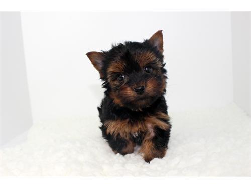 
Precio Yorkshire Terrier...........<strong>$18,000.00   A   $25,000.00  (dependiendo del tamaño, sexo, color y calidad)</strong> <br><br>


100% pura raza, registrados todos los papeles en regla se envian a cualquier parte de la Republica.<br><br> 

<li>Contrato de compraventa<br><br></li>


<li>Seguro de vida gratuito por escrito de 5 años que cubre muerte en caso de cuestiones virales</li>
<br><br>

<li>Garantía de Pureza Racial<br><br></li>

<li>Certificado de registro inicial que extiende la Federación Canófila Mexicana donde los cachorros se entregan con tatuaje y microchip</li>

