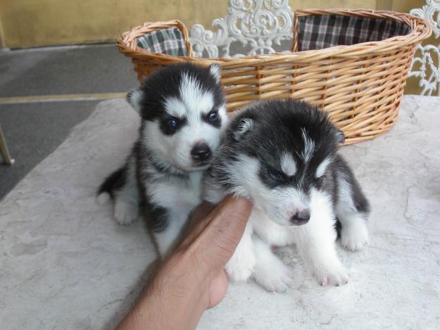 -Cachorros de husky siberiano