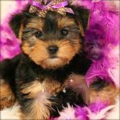 
Precio Yorkshire Terrier...........<strong>$18,000.00   A   $25,000.00  (dependiendo del tamaño, sexo, color y calidad)</strong> <br><br>


100% pura raza, registrados todos los papeles en regla se envian a cualquier parte de la Republica.<br><br> 

<li>Contrato de compraventa<br><br></li>


<li>Seguro de vida gratuito por escrito de 5 años que cubre muerte en caso de cuestiones virales</li>
<br><br>

<li>Garantía de Pureza Racial<br><br></li>

<li>Certificado de registro inicial que extiende la Federación Canófila Mexicana donde los cachorros se entregan con tatuaje y microchip</li>

