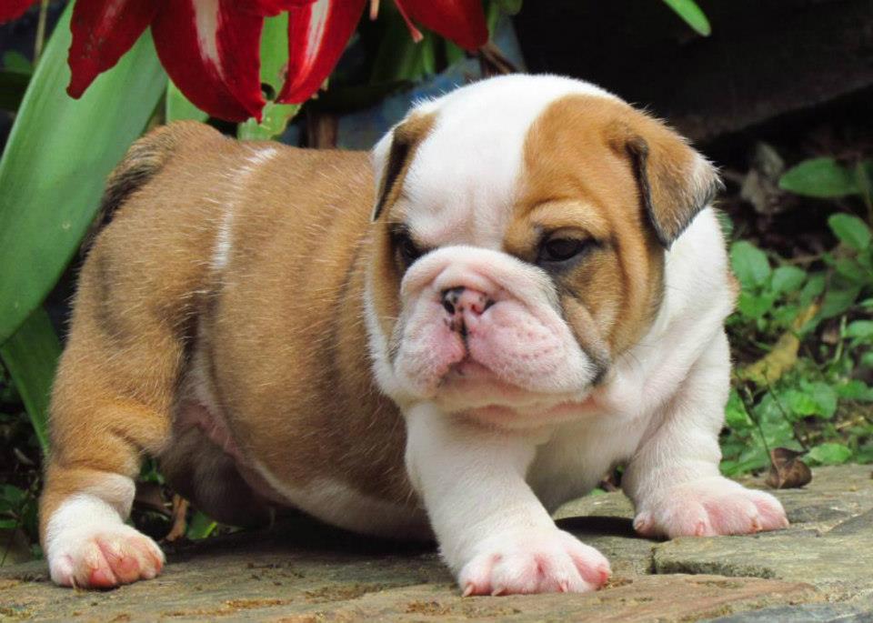 
Precio Bulldog...........<strong>   $35,000.00  A   $60,000.00    (dependiendo la calidad)</strong> <br><br>


100% pura raza, registrados todos los papeles en regla se envian a cualquier parte de la Republica.<br><br> 

<li>Contrato de compraventa<br><br></li>


<li>Seguro de vida gratuito por escrito de 5 años que cubre muerte en caso de cuestiones virales</li>
<br><br>

<li>Garantía de Pureza Racial<br><br></li>

<li>Certificado de registro inicial que extiende la Federación Canófila Mexicana donde los cachorros se entregan con tatuaje y microchip</li>

