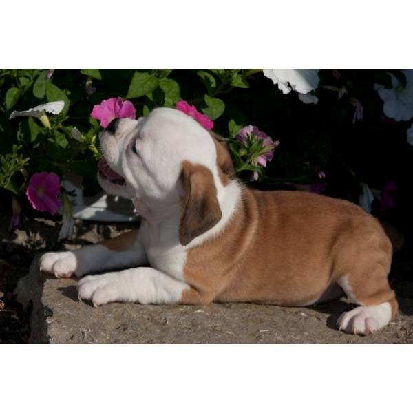 
Precio Bulldog...........<strong>   $35,000.00  A   $60,000.00    (dependiendo la calidad)</strong> <br><br>


100% pura raza, registrados todos los papeles en regla se envian a cualquier parte de la Republica.<br><br> 

<li>Contrato de compraventa<br><br></li>


<li>Seguro de vida gratuito por escrito de 5 años que cubre muerte en caso de cuestiones virales</li>
<br><br>

<li>Garantía de Pureza Racial<br><br></li>

<li>Certificado de registro inicial que extiende la Federación Canófila Mexicana donde los cachorros se entregan con tatuaje y microchip</li>

