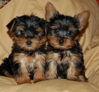 
Precio Yorkshire Terrier...........<strong>$18,000.00   A   $25,000.00  (dependiendo del tamaño, sexo, color y calidad)</strong> <br><br>


100% pura raza, registrados todos los papeles en regla se envian a cualquier parte de la Republica.<br><br> 

<li>Contrato de compraventa<br><br></li>


<li>Seguro de vida gratuito por escrito de 5 años que cubre muerte en caso de cuestiones virales</li>
<br><br>

<li>Garantía de Pureza Racial<br><br></li>

<li>Certificado de registro inicial que extiende la Federación Canófila Mexicana donde los cachorros se entregan con tatuaje y microchip</li>

