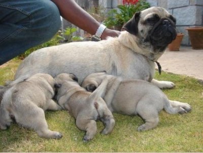 
Precio Pug...........<strong> $18,000.00  A   $20,000.00  (dependiendo del  color)</strong> <br><br>


100% pura raza, registrados todos los papeles en regla se envian a cualquier parte de la Republica.<br><br> 

<li>Contrato de compraventa<br><br></li>


<li>Seguro de vida gratuito por escrito de 5 años que cubre muerte en caso de cuestiones virales</li>
<br><br>

<li>Garantía de Pureza Racial<br><br></li>

<li>Certificado de registro inicial que extiende la Federación Canófila Mexicana donde los cachorros se entregan con tatuaje y microchip</li>

