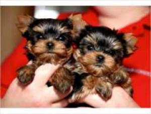 
Precio Yorkshire Terrier...........<strong>$18,000.00   A   $25,000.00  (dependiendo del tamaño, sexo, color y calidad)</strong> <br><br>


100% pura raza, registrados todos los papeles en regla se envian a cualquier parte de la Republica.<br><br> 

<li>Contrato de compraventa<br><br></li>


<li>Seguro de vida gratuito por escrito de 5 años que cubre muerte en caso de cuestiones virales</li>
<br><br>

<li>Garantía de Pureza Racial<br><br></li>

<li>Certificado de registro inicial que extiende la Federación Canófila Mexicana donde los cachorros se entregan con tatuaje y microchip</li>

