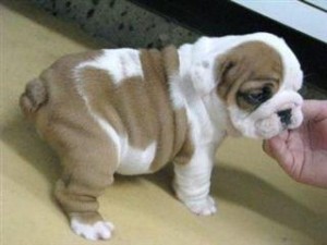 
Precio Bulldog...........<strong>   $35,000.00  A   $60,000.00    (dependiendo la calidad)</strong> <br><br>


100% pura raza, registrados todos los papeles en regla se envian a cualquier parte de la Republica.<br><br> 

<li>Contrato de compraventa<br><br></li>


<li>Seguro de vida gratuito por escrito de 5 años que cubre muerte en caso de cuestiones virales</li>
<br><br>

<li>Garantía de Pureza Racial<br><br></li>

<li>Certificado de registro inicial que extiende la Federación Canófila Mexicana donde los cachorros se entregan con tatuaje y microchip</li>

