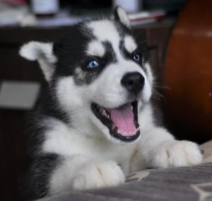 Hermosa camada de 3 cachorros Siberian Husky