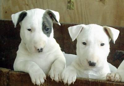 
Precio Bull Terrier...........<strong>    $18,000.00  A   $25,000.00    ( dependiendo tamaño y color)</strong> <br><br>


100% pura raza, registrados todos los papeles en regla se envian a cualquier parte de la Republica.<br><br> 

<li>Contrato de compraventa<br><br></li>


<li>Seguro de vida gratuito por escrito de 5 años que cubre muerte en caso de cuestiones virales</li>
<br><br>

<li>Garantía de Pureza Racial<br><br></li>

<li>Certificado de registro inicial que extiende la Federación Canófila Mexicana donde los cachorros se entregan con tatuaje y microchip</li>

