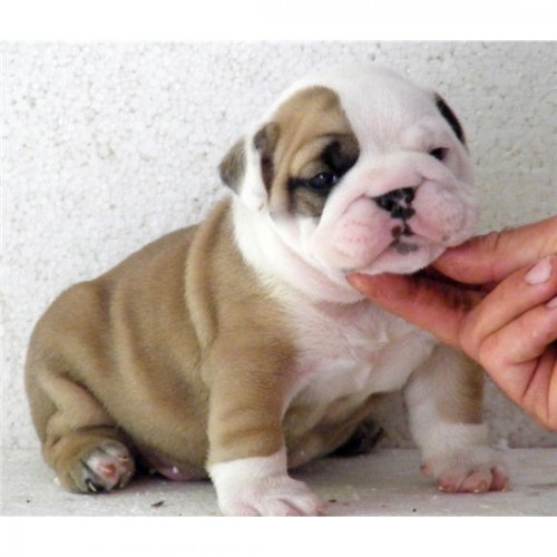 
Precio Bulldog...........<strong>   $35,000.00  A   $60,000.00    (dependiendo la calidad)</strong> <br><br>


100% pura raza, registrados todos los papeles en regla se envian a cualquier parte de la Republica.<br><br> 

<li>Contrato de compraventa<br><br></li>


<li>Seguro de vida gratuito por escrito de 5 años que cubre muerte en caso de cuestiones virales</li>
<br><br>

<li>Garantía de Pureza Racial<br><br></li>

<li>Certificado de registro inicial que extiende la Federación Canófila Mexicana donde los cachorros se entregan con tatuaje y microchip</li>

