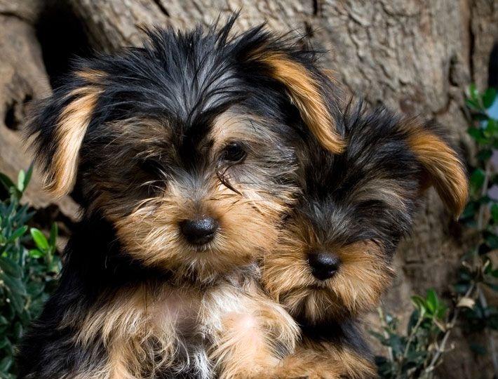 
Precio Yorkshire Terrier...........<strong>$18,000.00   A   $25,000.00  (dependiendo del tamaño, sexo, color y calidad)</strong> <br><br>


100% pura raza, registrados todos los papeles en regla se envian a cualquier parte de la Republica.<br><br> 

<li>Contrato de compraventa<br><br></li>


<li>Seguro de vida gratuito por escrito de 5 años que cubre muerte en caso de cuestiones virales</li>
<br><br>

<li>Garantía de Pureza Racial<br><br></li>

<li>Certificado de registro inicial que extiende la Federación Canófila Mexicana donde los cachorros se entregan con tatuaje y microchip</li>

