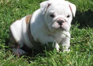 
Precio Bulldog...........<strong>   $35,000.00  A   $60,000.00    (dependiendo la calidad)</strong> <br><br>


100% pura raza, registrados todos los papeles en regla se envian a cualquier parte de la Republica.<br><br> 

<li>Contrato de compraventa<br><br></li>


<li>Seguro de vida gratuito por escrito de 5 años que cubre muerte en caso de cuestiones virales</li>
<br><br>

<li>Garantía de Pureza Racial<br><br></li>

<li>Certificado de registro inicial que extiende la Federación Canófila Mexicana donde los cachorros se entregan con tatuaje y microchip</li>

