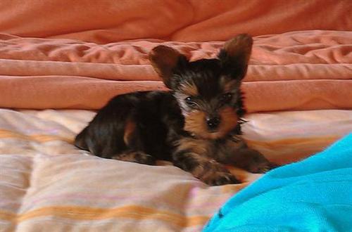 
Precio Yorkshire Terrier...........<strong>$18,000.00   A   $25,000.00  (dependiendo del tamaño, sexo, color y calidad)</strong> <br><br>


100% pura raza, registrados todos los papeles en regla se envian a cualquier parte de la Republica.<br><br> 

<li>Contrato de compraventa<br><br></li>


<li>Seguro de vida gratuito por escrito de 5 años que cubre muerte en caso de cuestiones virales</li>
<br><br>

<li>Garantía de Pureza Racial<br><br></li>

<li>Certificado de registro inicial que extiende la Federación Canófila Mexicana donde los cachorros se entregan con tatuaje y microchip</li>

