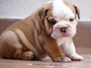 
Precio Bulldog...........<strong>   $35,000.00  A   $60,000.00    (dependiendo la calidad)</strong> <br><br>


100% pura raza, registrados todos los papeles en regla se envian a cualquier parte de la Republica.<br><br> 

<li>Contrato de compraventa<br><br></li>


<li>Seguro de vida gratuito por escrito de 5 años que cubre muerte en caso de cuestiones virales</li>
<br><br>

<li>Garantía de Pureza Racial<br><br></li>

<li>Certificado de registro inicial que extiende la Federación Canófila Mexicana donde los cachorros se entregan con tatuaje y microchip</li>

