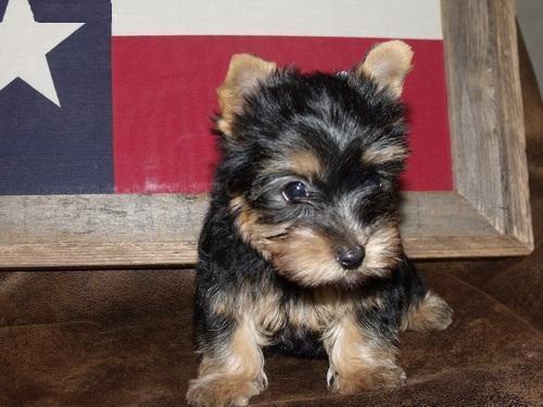 
Precio Yorkshire Terrier...........<strong>$18,000.00   A   $25,000.00  (dependiendo del tamaño, sexo, color y calidad)</strong> <br><br>


100% pura raza, registrados todos los papeles en regla se envian a cualquier parte de la Republica.<br><br> 

<li>Contrato de compraventa<br><br></li>


<li>Seguro de vida gratuito por escrito de 5 años que cubre muerte en caso de cuestiones virales</li>
<br><br>

<li>Garantía de Pureza Racial<br><br></li>

<li>Certificado de registro inicial que extiende la Federación Canófila Mexicana donde los cachorros se entregan con tatuaje y microchip</li>

