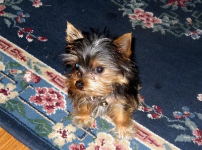 
Precio Yorkshire Terrier...........<strong>$18,000.00   A   $25,000.00  (dependiendo del tamaño, sexo, color y calidad)</strong> <br><br>


100% pura raza, registrados todos los papeles en regla se envian a cualquier parte de la Republica.<br><br> 

<li>Contrato de compraventa<br><br></li>


<li>Seguro de vida gratuito por escrito de 5 años que cubre muerte en caso de cuestiones virales</li>
<br><br>

<li>Garantía de Pureza Racial<br><br></li>

<li>Certificado de registro inicial que extiende la Federación Canófila Mexicana donde los cachorros se entregan con tatuaje y microchip</li>

