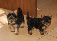 
Precio Yorkshire Terrier...........<strong>$18,000.00   A   $25,000.00  (dependiendo del tamaño, sexo, color y calidad)</strong> <br><br>


100% pura raza, registrados todos los papeles en regla se envian a cualquier parte de la Republica.<br><br> 

<li>Contrato de compraventa<br><br></li>


<li>Seguro de vida gratuito por escrito de 5 años que cubre muerte en caso de cuestiones virales</li>
<br><br>

<li>Garantía de Pureza Racial<br><br></li>

<li>Certificado de registro inicial que extiende la Federación Canófila Mexicana donde los cachorros se entregan con tatuaje y microchip</li>

