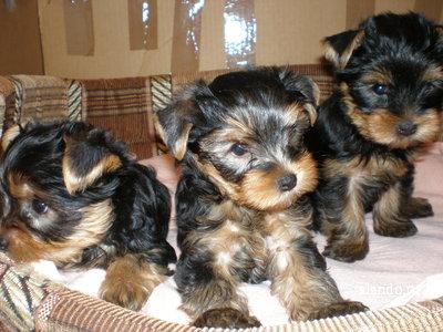 
Precio Yorkshire Terrier...........<strong>$18,000.00   A   $25,000.00  (dependiendo del tamaño, sexo, color y calidad)</strong> <br><br>


100% pura raza, registrados todos los papeles en regla se envian a cualquier parte de la Republica.<br><br> 

<li>Contrato de compraventa<br><br></li>


<li>Seguro de vida gratuito por escrito de 5 años que cubre muerte en caso de cuestiones virales</li>
<br><br>

<li>Garantía de Pureza Racial<br><br></li>

<li>Certificado de registro inicial que extiende la Federación Canófila Mexicana donde los cachorros se entregan con tatuaje y microchip</li>

