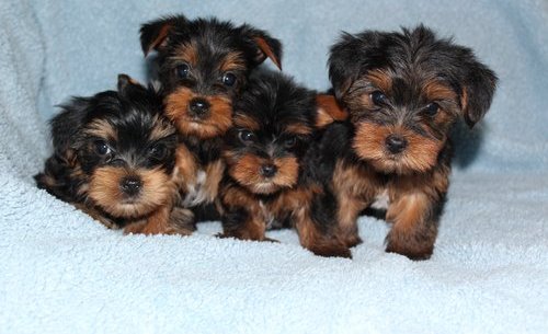 
Precio Yorkshire Terrier...........<strong>$18,000.00   A   $25,000.00  (dependiendo del tamaño, sexo, color y calidad)</strong> <br><br>


100% pura raza, registrados todos los papeles en regla se envian a cualquier parte de la Republica.<br><br> 

<li>Contrato de compraventa<br><br></li>


<li>Seguro de vida gratuito por escrito de 5 años que cubre muerte en caso de cuestiones virales</li>
<br><br>

<li>Garantía de Pureza Racial<br><br></li>

<li>Certificado de registro inicial que extiende la Federación Canófila Mexicana donde los cachorros se entregan con tatuaje y microchip</li>

