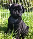 
Precio Pug...........<strong> $18,000.00  A   $20,000.00  (dependiendo del  color)</strong> <br><br>


100% pura raza, registrados todos los papeles en regla se envian a cualquier parte de la Republica.<br><br> 

<li>Contrato de compraventa<br><br></li>


<li>Seguro de vida gratuito por escrito de 5 años que cubre muerte en caso de cuestiones virales</li>
<br><br>

<li>Garantía de Pureza Racial<br><br></li>

<li>Certificado de registro inicial que extiende la Federación Canófila Mexicana donde los cachorros se entregan con tatuaje y microchip</li>

