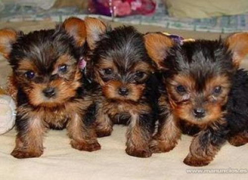 
Precio Yorkshire Terrier...........<strong>$18,000.00   A   $25,000.00  (dependiendo del tamaño, sexo, color y calidad)</strong> <br><br>


100% pura raza, registrados todos los papeles en regla se envian a cualquier parte de la Republica.<br><br> 

<li>Contrato de compraventa<br><br></li>


<li>Seguro de vida gratuito por escrito de 5 años que cubre muerte en caso de cuestiones virales</li>
<br><br>

<li>Garantía de Pureza Racial<br><br></li>

<li>Certificado de registro inicial que extiende la Federación Canófila Mexicana donde los cachorros se entregan con tatuaje y microchip</li>

