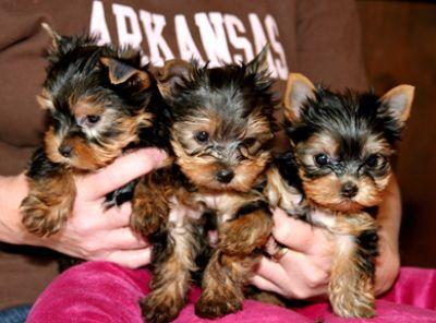 
Precio Yorkshire Terrier...........<strong>$18,000.00   A   $25,000.00  (dependiendo del tamaño, sexo, color y calidad)</strong> <br><br>


100% pura raza, registrados todos los papeles en regla se envian a cualquier parte de la Republica.<br><br> 

<li>Contrato de compraventa<br><br></li>


<li>Seguro de vida gratuito por escrito de 5 años que cubre muerte en caso de cuestiones virales</li>
<br><br>

<li>Garantía de Pureza Racial<br><br></li>

<li>Certificado de registro inicial que extiende la Federación Canófila Mexicana donde los cachorros se entregan con tatuaje y microchip</li>

