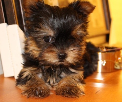 
Precio Yorkshire Terrier...........<strong>$18,000.00   A   $25,000.00  (dependiendo del tamaño, sexo, color y calidad)</strong> <br><br>


100% pura raza, registrados todos los papeles en regla se envian a cualquier parte de la Republica.<br><br> 

<li>Contrato de compraventa<br><br></li>


<li>Seguro de vida gratuito por escrito de 5 años que cubre muerte en caso de cuestiones virales</li>
<br><br>

<li>Garantía de Pureza Racial<br><br></li>

<li>Certificado de registro inicial que extiende la Federación Canófila Mexicana donde los cachorros se entregan con tatuaje y microchip</li>

