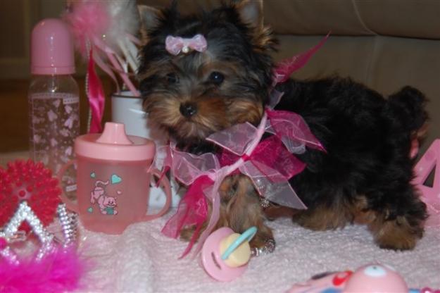 
Precio Yorkshire Terrier...........<strong>$18,000.00   A   $25,000.00  (dependiendo del tamaño, sexo, color y calidad)</strong> <br><br>


100% pura raza, registrados todos los papeles en regla se envian a cualquier parte de la Republica.<br><br> 

<li>Contrato de compraventa<br><br></li>


<li>Seguro de vida gratuito por escrito de 5 años que cubre muerte en caso de cuestiones virales</li>
<br><br>

<li>Garantía de Pureza Racial<br><br></li>

<li>Certificado de registro inicial que extiende la Federación Canófila Mexicana donde los cachorros se entregan con tatuaje y microchip</li>

