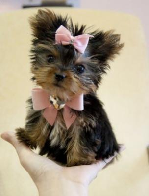 
Precio Yorkshire Terrier...........<strong>$18,000.00   A   $25,000.00  (dependiendo del tamaño, sexo, color y calidad)</strong> <br><br>


100% pura raza, registrados todos los papeles en regla se envian a cualquier parte de la Republica.<br><br> 

<li>Contrato de compraventa<br><br></li>


<li>Seguro de vida gratuito por escrito de 5 años que cubre muerte en caso de cuestiones virales</li>
<br><br>

<li>Garantía de Pureza Racial<br><br></li>

<li>Certificado de registro inicial que extiende la Federación Canófila Mexicana donde los cachorros se entregan con tatuaje y microchip</li>

