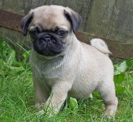 
Precio Pug...........<strong> $18,000.00  A   $20,000.00  (dependiendo del  color)</strong> <br><br>


100% pura raza, registrados todos los papeles en regla se envian a cualquier parte de la Republica.<br><br> 

<li>Contrato de compraventa<br><br></li>


<li>Seguro de vida gratuito por escrito de 5 años que cubre muerte en caso de cuestiones virales</li>
<br><br>

<li>Garantía de Pureza Racial<br><br></li>

<li>Certificado de registro inicial que extiende la Federación Canófila Mexicana donde los cachorros se entregan con tatuaje y microchip</li>

