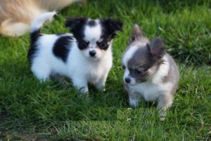 Chihuahua cachorros para la adopción