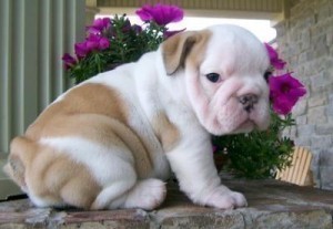 
Precio Bulldog...........<strong>   $35,000.00  A   $60,000.00    (dependiendo la calidad)</strong> <br><br>


100% pura raza, registrados todos los papeles en regla se envian a cualquier parte de la Republica.<br><br> 

<li>Contrato de compraventa<br><br></li>


<li>Seguro de vida gratuito por escrito de 5 años que cubre muerte en caso de cuestiones virales</li>
<br><br>

<li>Garantía de Pureza Racial<br><br></li>

<li>Certificado de registro inicial que extiende la Federación Canófila Mexicana donde los cachorros se entregan con tatuaje y microchip</li>

