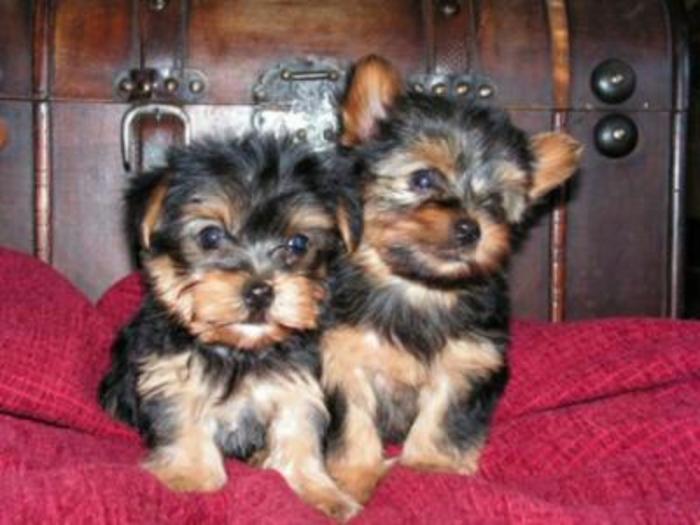 
Precio Yorkshire Terrier...........<strong>$18,000.00   A   $25,000.00  (dependiendo del tamaño, sexo, color y calidad)</strong> <br><br>


100% pura raza, registrados todos los papeles en regla se envian a cualquier parte de la Republica.<br><br> 

<li>Contrato de compraventa<br><br></li>


<li>Seguro de vida gratuito por escrito de 5 años que cubre muerte en caso de cuestiones virales</li>
<br><br>

<li>Garantía de Pureza Racial<br><br></li>

<li>Certificado de registro inicial que extiende la Federación Canófila Mexicana donde los cachorros se entregan con tatuaje y microchip</li>

