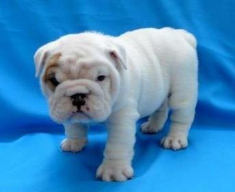 
Precio Bulldog...........<strong>   $35,000.00  A   $60,000.00    (dependiendo la calidad)</strong> <br><br>


100% pura raza, registrados todos los papeles en regla se envian a cualquier parte de la Republica.<br><br> 

<li>Contrato de compraventa<br><br></li>


<li>Seguro de vida gratuito por escrito de 5 años que cubre muerte en caso de cuestiones virales</li>
<br><br>

<li>Garantía de Pureza Racial<br><br></li>

<li>Certificado de registro inicial que extiende la Federación Canófila Mexicana donde los cachorros se entregan con tatuaje y microchip</li>

