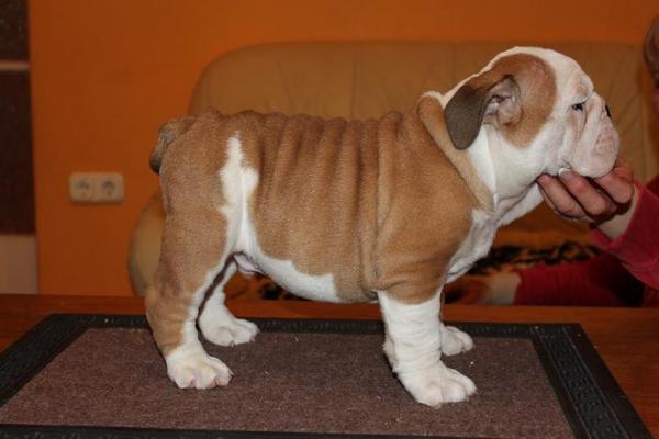 
Precio Bulldog...........<strong>   $35,000.00  A   $60,000.00    (dependiendo la calidad)</strong> <br><br>


100% pura raza, registrados todos los papeles en regla se envian a cualquier parte de la Republica.<br><br> 

<li>Contrato de compraventa<br><br></li>


<li>Seguro de vida gratuito por escrito de 5 años que cubre muerte en caso de cuestiones virales</li>
<br><br>

<li>Garantía de Pureza Racial<br><br></li>

<li>Certificado de registro inicial que extiende la Federación Canófila Mexicana donde los cachorros se entregan con tatuaje y microchip</li>

