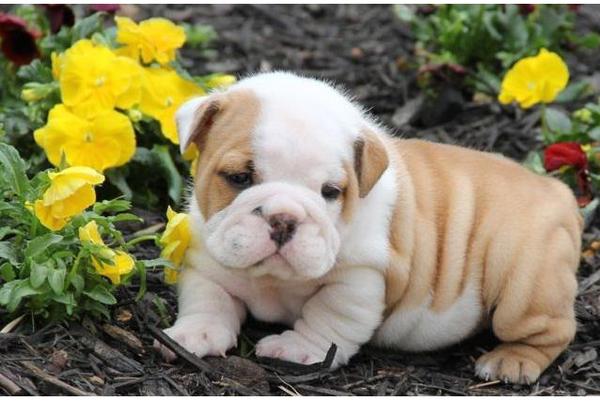 
Precio Bulldog...........<strong>   $35,000.00  A   $60,000.00    (dependiendo la calidad)</strong> <br><br>


100% pura raza, registrados todos los papeles en regla se envian a cualquier parte de la Republica.<br><br> 

<li>Contrato de compraventa<br><br></li>


<li>Seguro de vida gratuito por escrito de 5 años que cubre muerte en caso de cuestiones virales</li>
<br><br>

<li>Garantía de Pureza Racial<br><br></li>

<li>Certificado de registro inicial que extiende la Federación Canófila Mexicana donde los cachorros se entregan con tatuaje y microchip</li>

