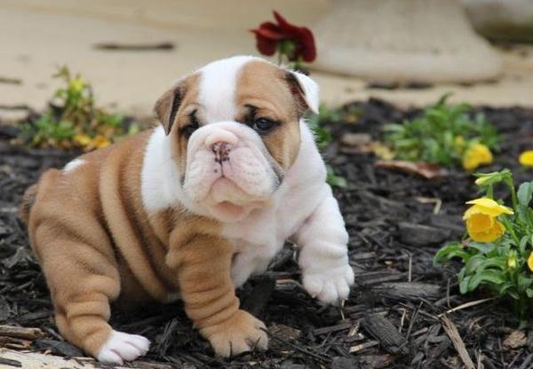  camada hermosos cachorros bulldog Inglés