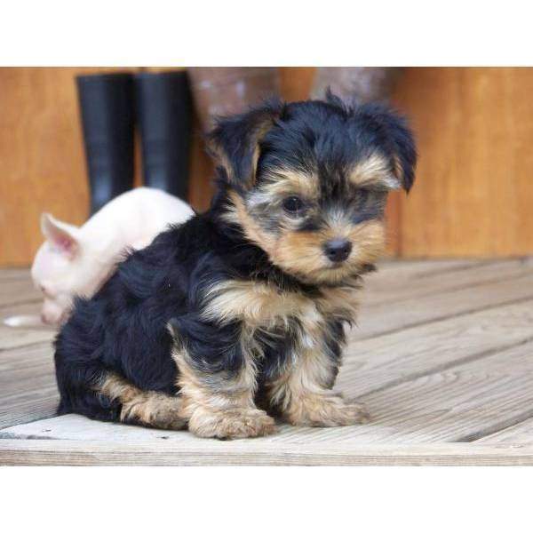 
Precio Yorkshire Terrier...........<strong>$18,000.00   A   $25,000.00  (dependiendo del tamaño, sexo, color y calidad)</strong> <br><br>


100% pura raza, registrados todos los papeles en regla se envian a cualquier parte de la Republica.<br><br> 

<li>Contrato de compraventa<br><br></li>


<li>Seguro de vida gratuito por escrito de 5 años que cubre muerte en caso de cuestiones virales</li>
<br><br>

<li>Garantía de Pureza Racial<br><br></li>

<li>Certificado de registro inicial que extiende la Federación Canófila Mexicana donde los cachorros se entregan con tatuaje y microchip</li>

