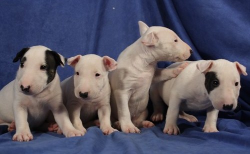 
Precio Bull Terrier...........<strong>    $18,000.00  A   $25,000.00    ( dependiendo tamaño y color)</strong> <br><br>


100% pura raza, registrados todos los papeles en regla se envian a cualquier parte de la Republica.<br><br> 

<li>Contrato de compraventa<br><br></li>


<li>Seguro de vida gratuito por escrito de 5 años que cubre muerte en caso de cuestiones virales</li>
<br><br>

<li>Garantía de Pureza Racial<br><br></li>

<li>Certificado de registro inicial que extiende la Federación Canófila Mexicana donde los cachorros se entregan con tatuaje y microchip</li>

