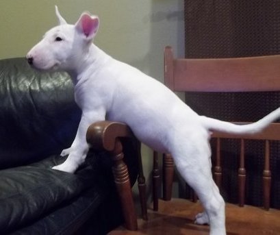 
Precio Bull Terrier...........<strong>    $18,000.00  A   $25,000.00    ( dependiendo tamaño y color)</strong> <br><br>


100% pura raza, registrados todos los papeles en regla se envian a cualquier parte de la Republica.<br><br> 

<li>Contrato de compraventa<br><br></li>


<li>Seguro de vida gratuito por escrito de 5 años que cubre muerte en caso de cuestiones virales</li>
<br><br>

<li>Garantía de Pureza Racial<br><br></li>

<li>Certificado de registro inicial que extiende la Federación Canófila Mexicana donde los cachorros se entregan con tatuaje y microchip</li>

