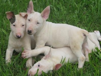 
Precio Bull Terrier...........<strong>    $18,000.00  A   $25,000.00    ( dependiendo tamaño y color)</strong> <br><br>


100% pura raza, registrados todos los papeles en regla se envian a cualquier parte de la Republica.<br><br> 

<li>Contrato de compraventa<br><br></li>


<li>Seguro de vida gratuito por escrito de 5 años que cubre muerte en caso de cuestiones virales</li>
<br><br>

<li>Garantía de Pureza Racial<br><br></li>

<li>Certificado de registro inicial que extiende la Federación Canófila Mexicana donde los cachorros se entregan con tatuaje y microchip</li>

