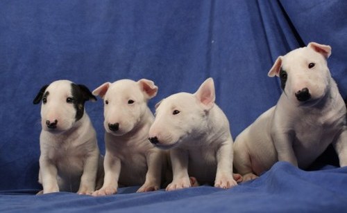 
Precio Bull Terrier...........<strong>    $18,000.00  A   $25,000.00    ( dependiendo tamaño y color)</strong> <br><br>


100% pura raza, registrados todos los papeles en regla se envian a cualquier parte de la Republica.<br><br> 

<li>Contrato de compraventa<br><br></li>


<li>Seguro de vida gratuito por escrito de 5 años que cubre muerte en caso de cuestiones virales</li>
<br><br>

<li>Garantía de Pureza Racial<br><br></li>

<li>Certificado de registro inicial que extiende la Federación Canófila Mexicana donde los cachorros se entregan con tatuaje y microchip</li>

