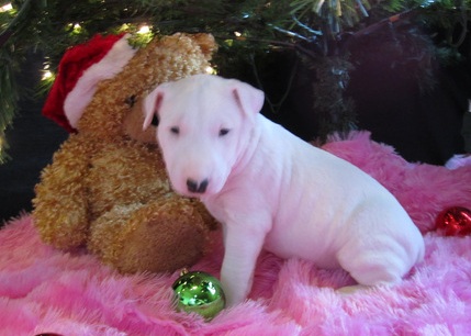 
Precio Bull Terrier...........<strong>    $18,000.00  A   $25,000.00    ( dependiendo tamaño y color)</strong> <br><br>


100% pura raza, registrados todos los papeles en regla se envian a cualquier parte de la Republica.<br><br> 

<li>Contrato de compraventa<br><br></li>


<li>Seguro de vida gratuito por escrito de 5 años que cubre muerte en caso de cuestiones virales</li>
<br><br>

<li>Garantía de Pureza Racial<br><br></li>

<li>Certificado de registro inicial que extiende la Federación Canófila Mexicana donde los cachorros se entregan con tatuaje y microchip</li>

